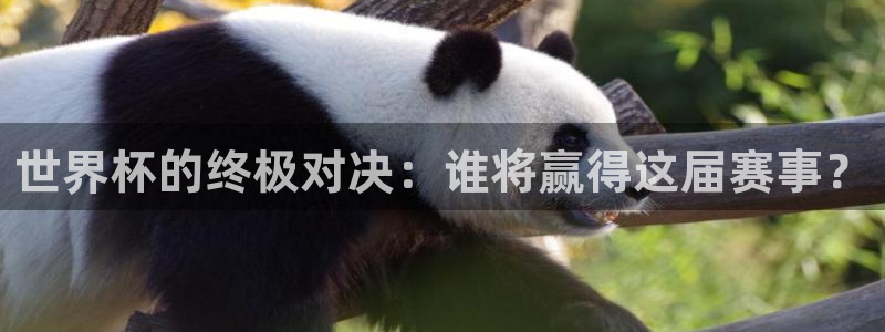 欧联杯直播：世界杯的终极对决：谁将赢得这届赛事？